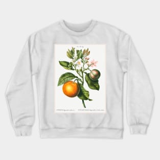 Bitter Orange Crewneck Sweatshirt